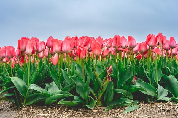 Découvrez les meilleurs sets de table pour sublimer vos repas