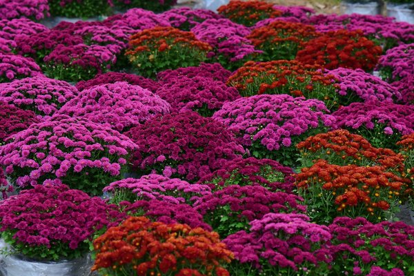 Construire une Piscine Écologique : Votre Guide Pratique pour une Oasis Durable et Écologique